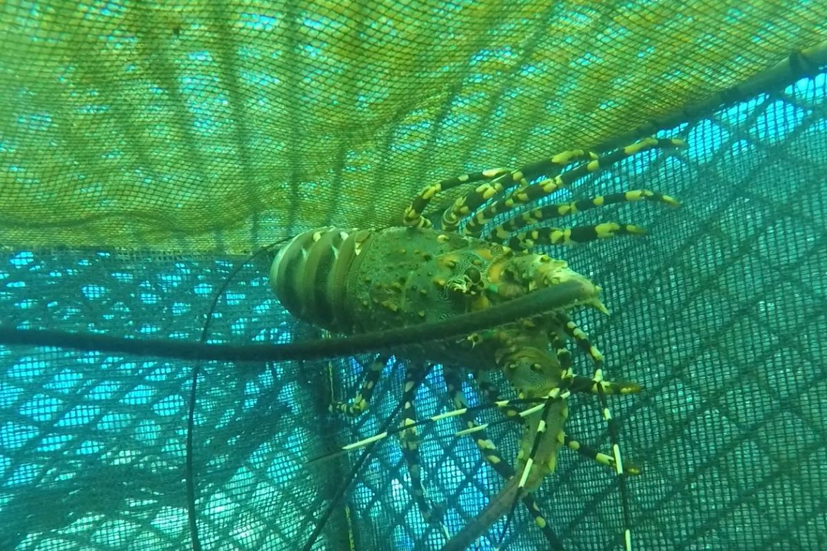 KKP melepasliarkan benih lobster di kawasan perairan Batam