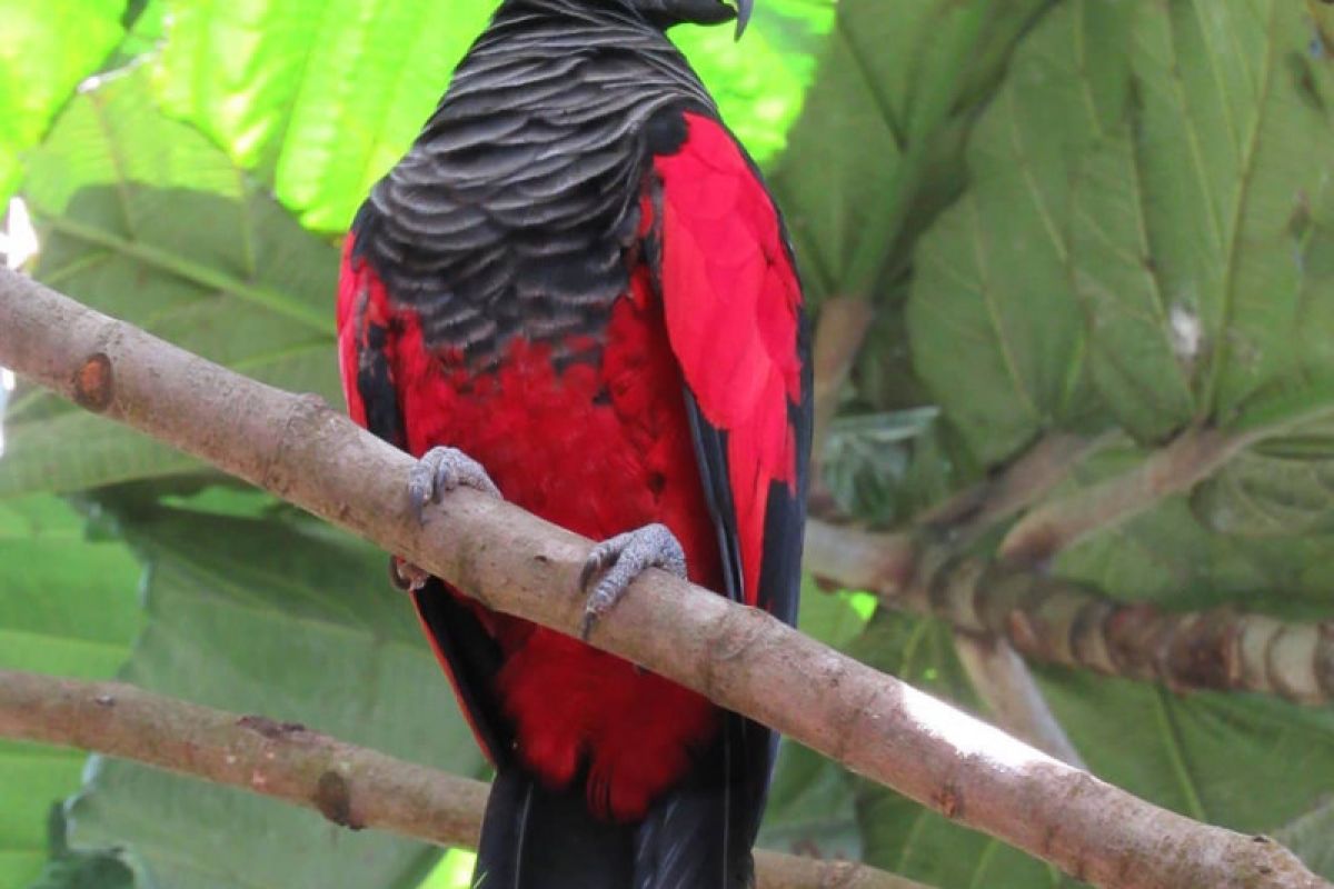 Melindungi burung nuri kabare dari kepunahan dengan konservasi