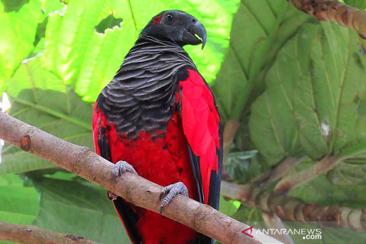 Ministry reveals illegal trade of black-capped lories in South Papua