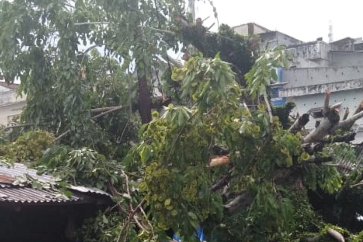 Pohon besar tumbang menimpa kios pasar way Jepara