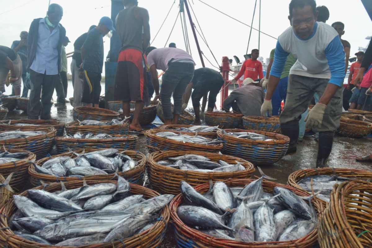 Harga ikan tongkol anjlok