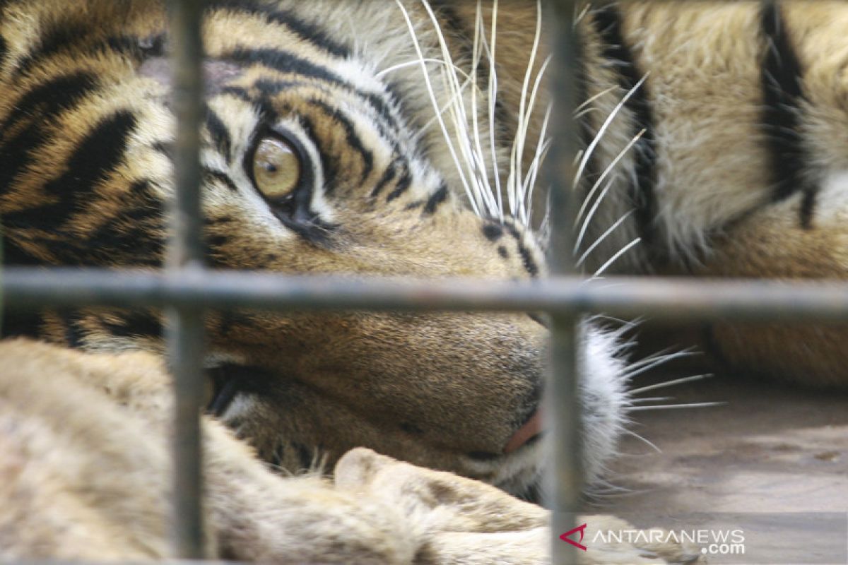 BKSDA Sumbar pastikan jejak satwa di Solok milik harimau