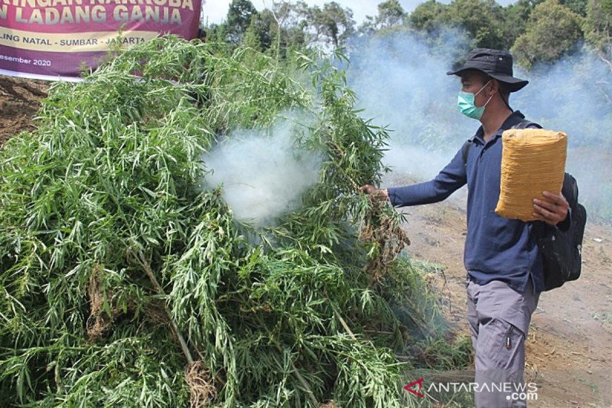 Bareskrim musnahkan lima hektare ladang ganja di Sumut