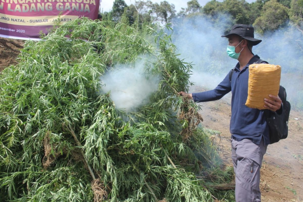 Polri musnahkan lima hektare ladang ganja di Sumut