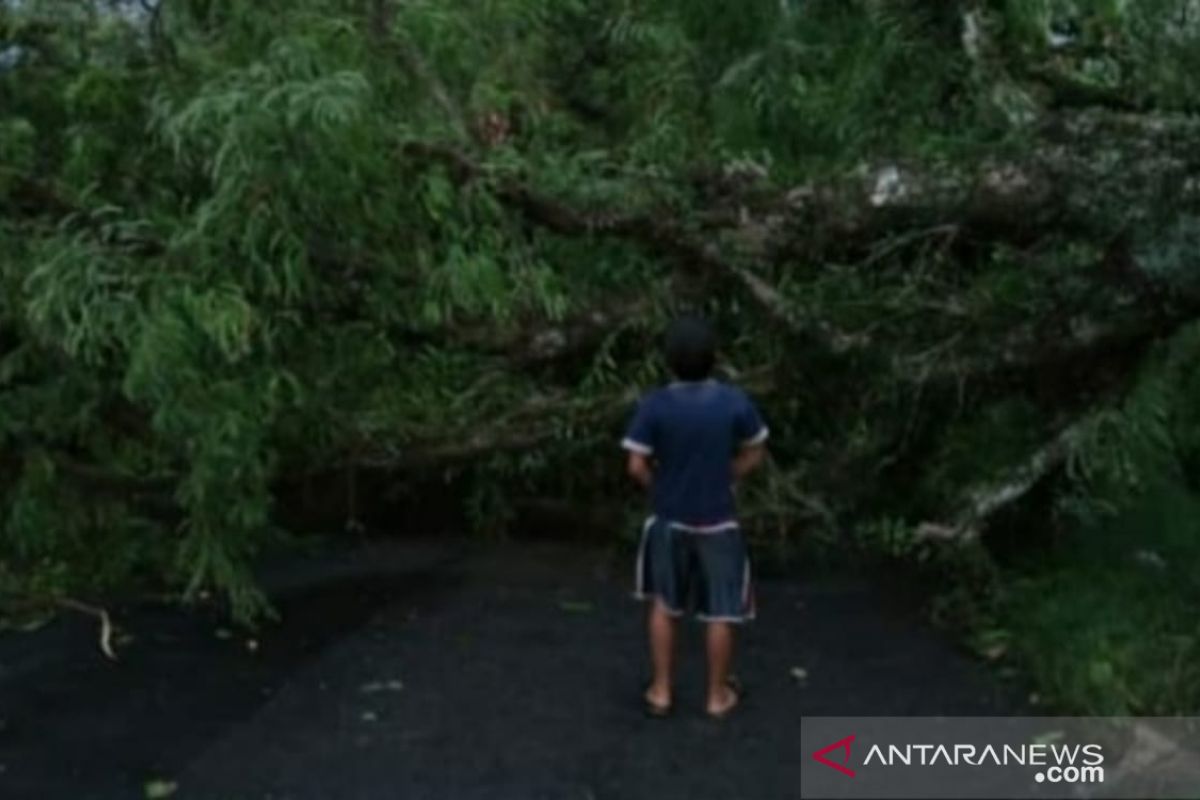 Tiga orang terluka akibat  pohon tumbang