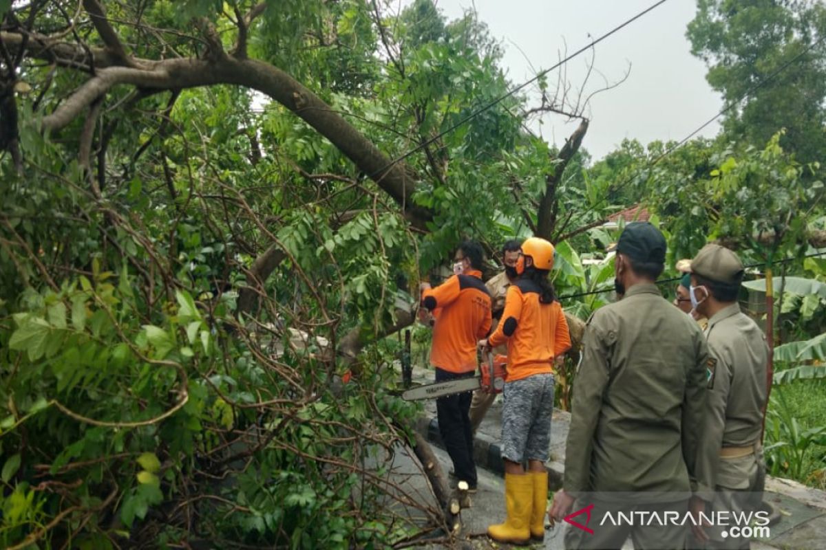 Tim gabungan evakuasi pohon tumbang tutup jalur penghubung antarkabupaten di Pamekasan