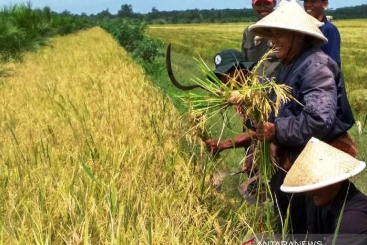 Persediaan beras di Sumsel cukup untuk  tiga bulan ke depan