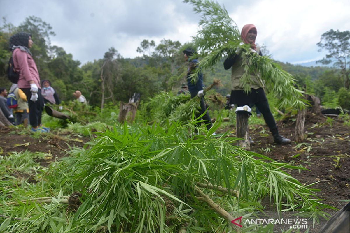 Musnahkan tanaman ganja di Gunung Seulawah