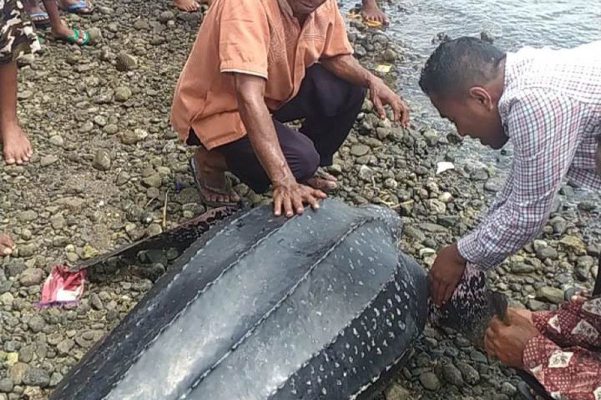 Nelayan Alor selamatkan penyu langka