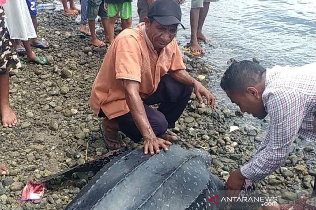 Nelayan Alor selamatkan Penyu Belimbing yang terluka dan terdampar