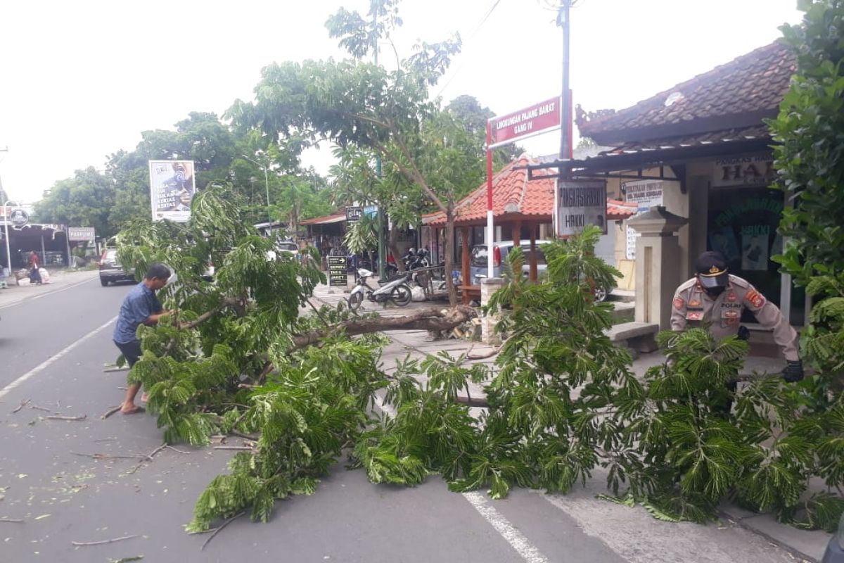 Angin kencang menumbangkan pepohonan di Mataram