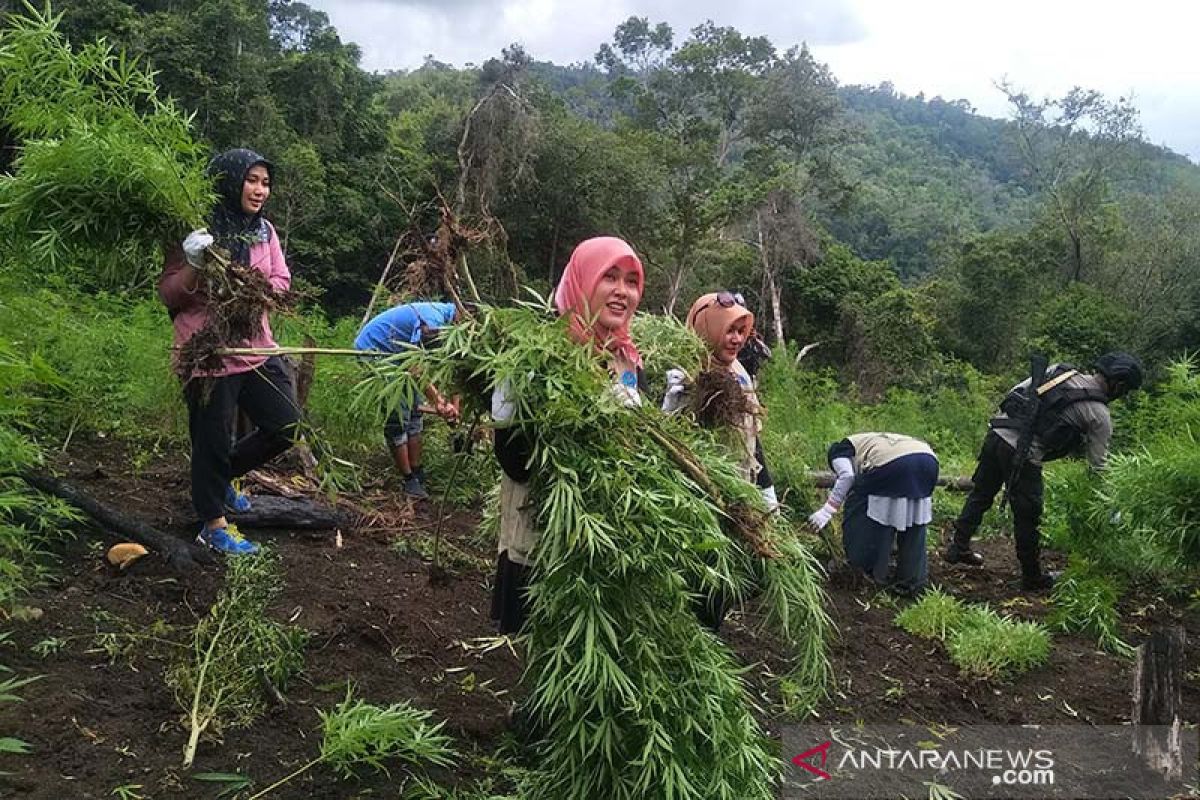 BNN musnahkan empat hektare ladang ganja di Aceh Besar