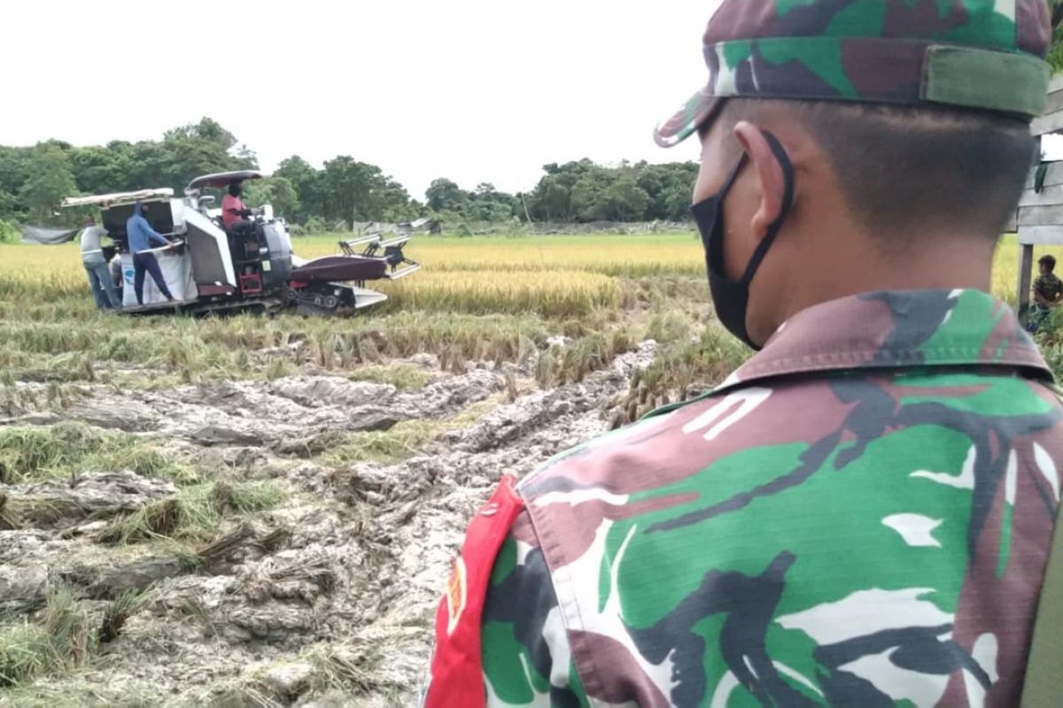 Seribu hektare sawah bantuan COVID-19 di Aceh Jaya mulai panen