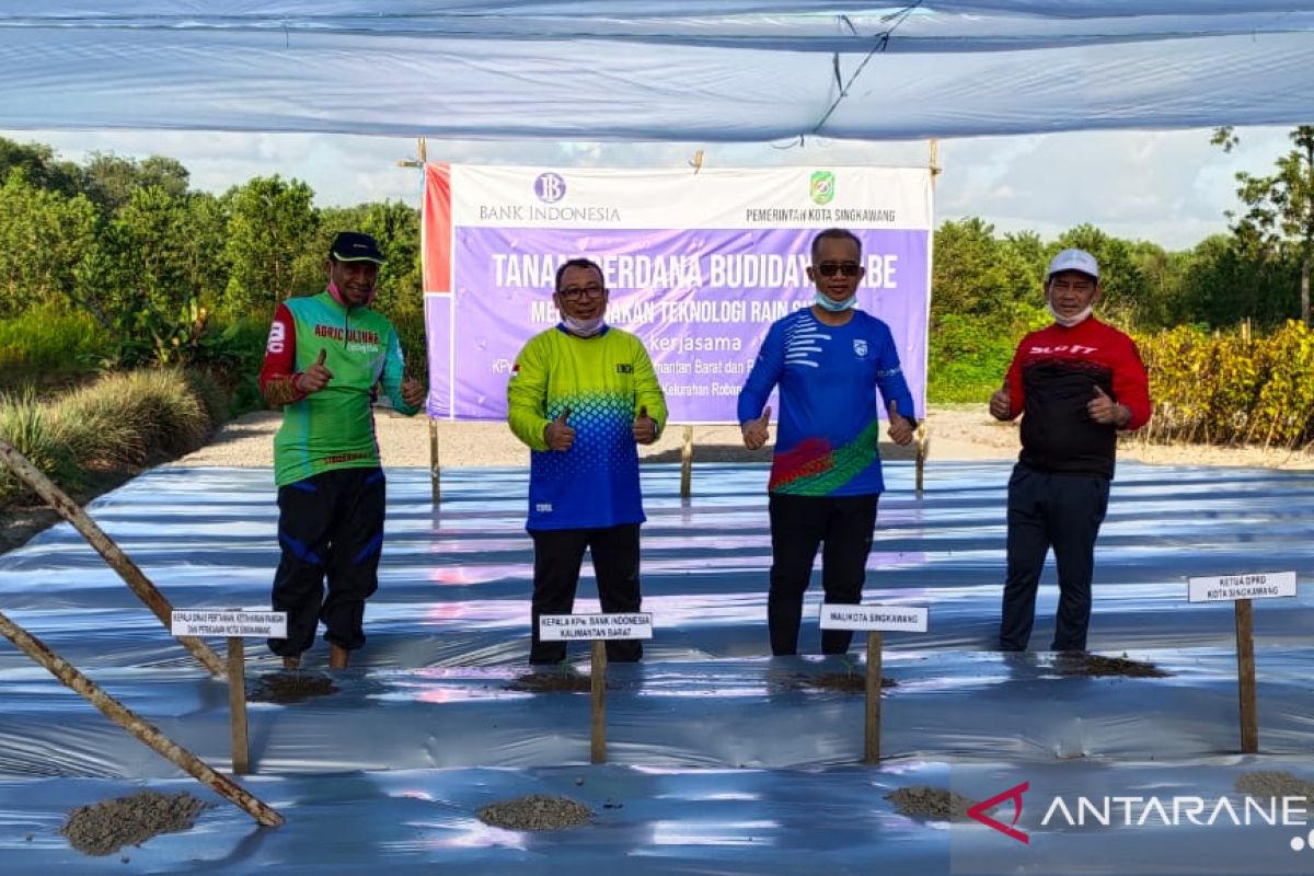 BI bantu kelompok Tani Muda tanam perdana cabai di Singkawang