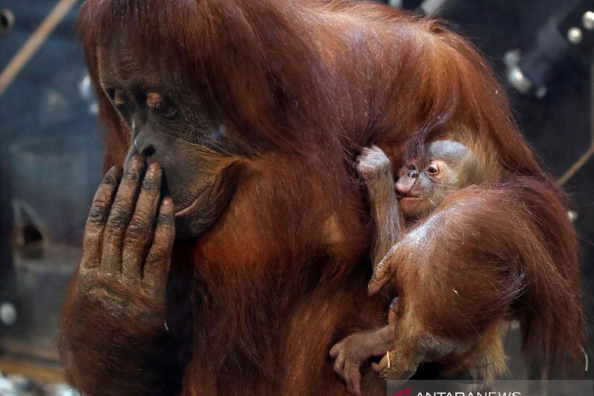 Kejutan menggembirakan, orangutan lahir di KB New Orleans
