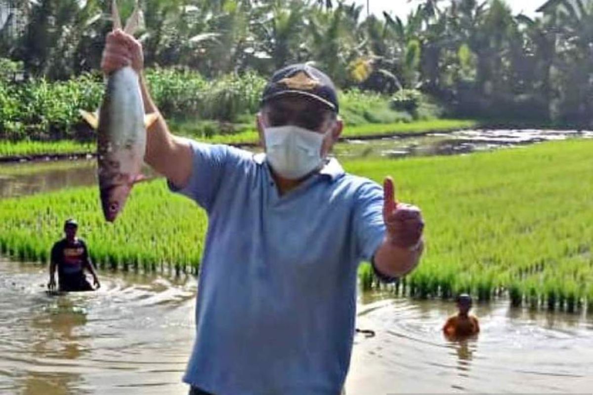 Petani di Buol gunakan sistem mina padi budidaya padi-ikan