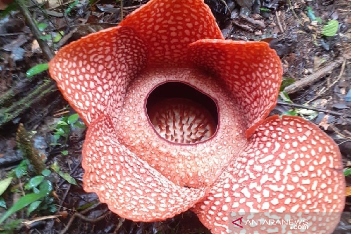 Bunga rafflesia mekar di Bengkulu Selatan