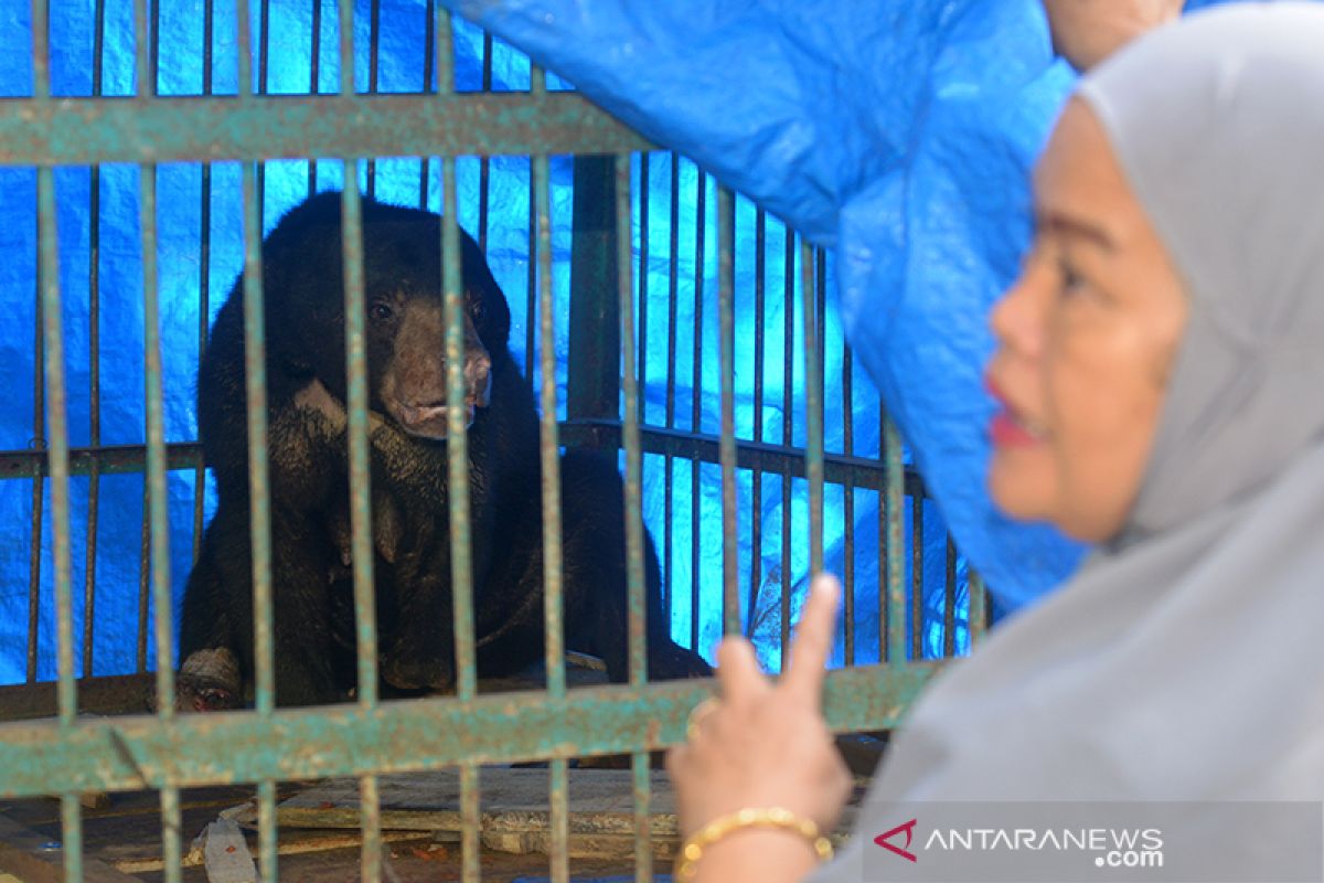 Selamatkan Beruang Madu terkena jerat