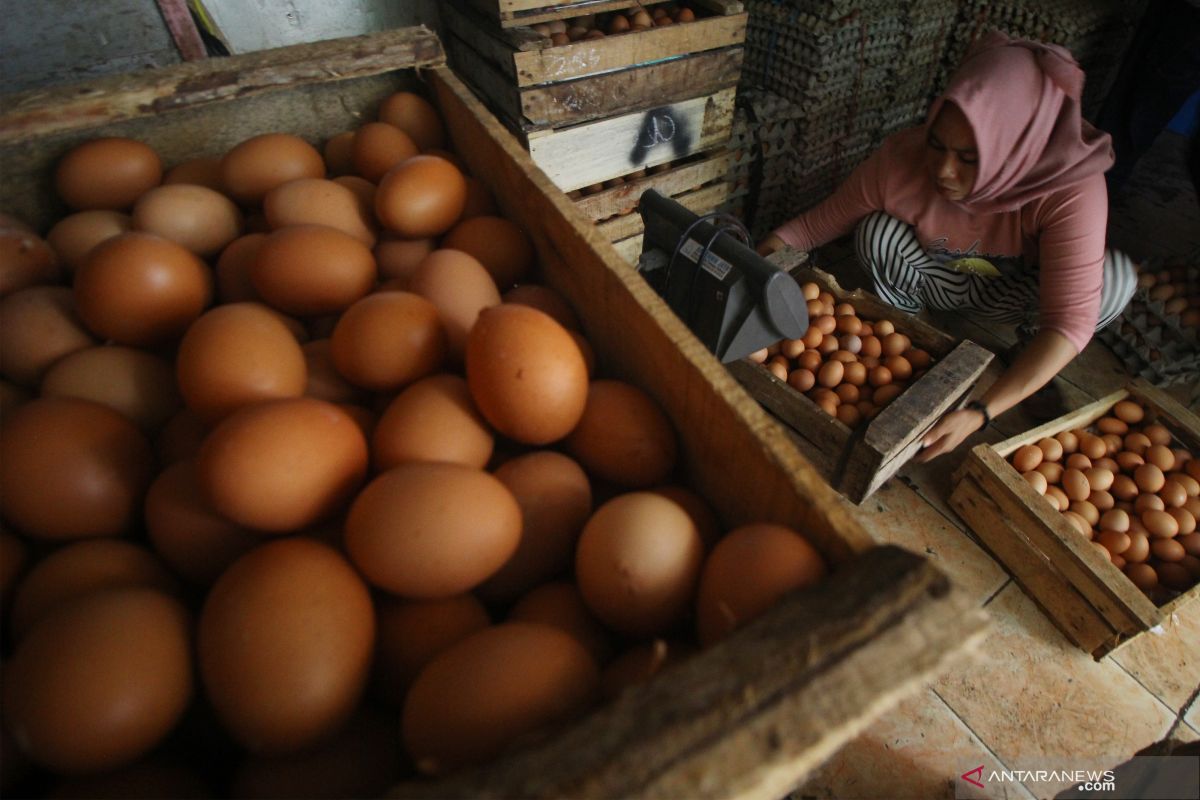 Harga telur ayam ras di Kota Ambon naik