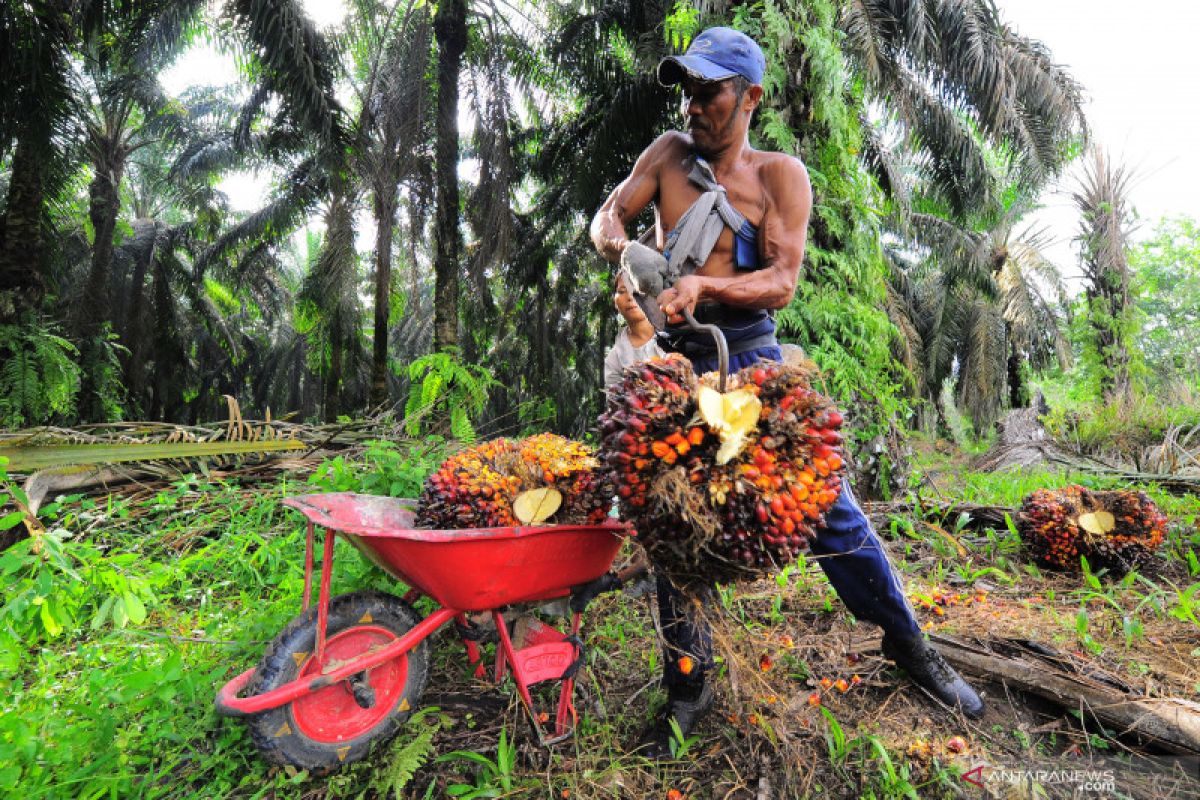 LIPI usulkan pembangunan kilang green fuel olah minyak sawit