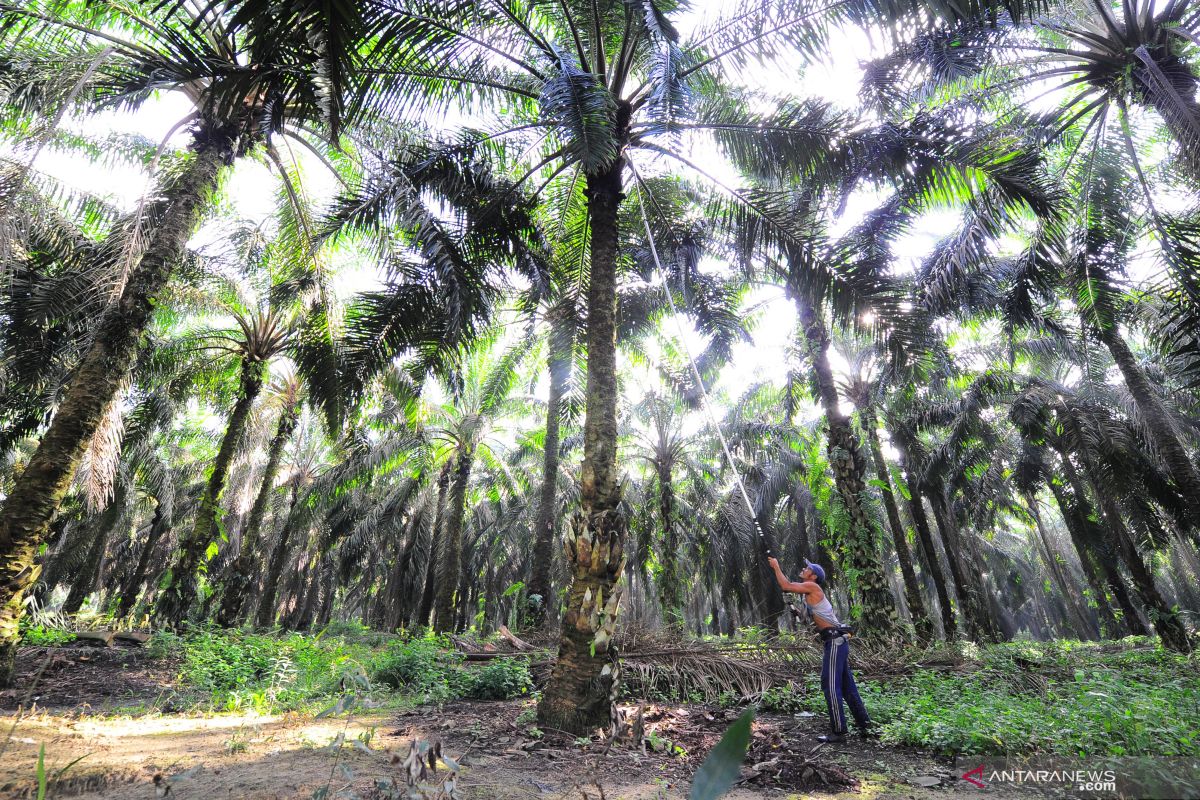 Indonesia needs to build global support for palm oil: ministry