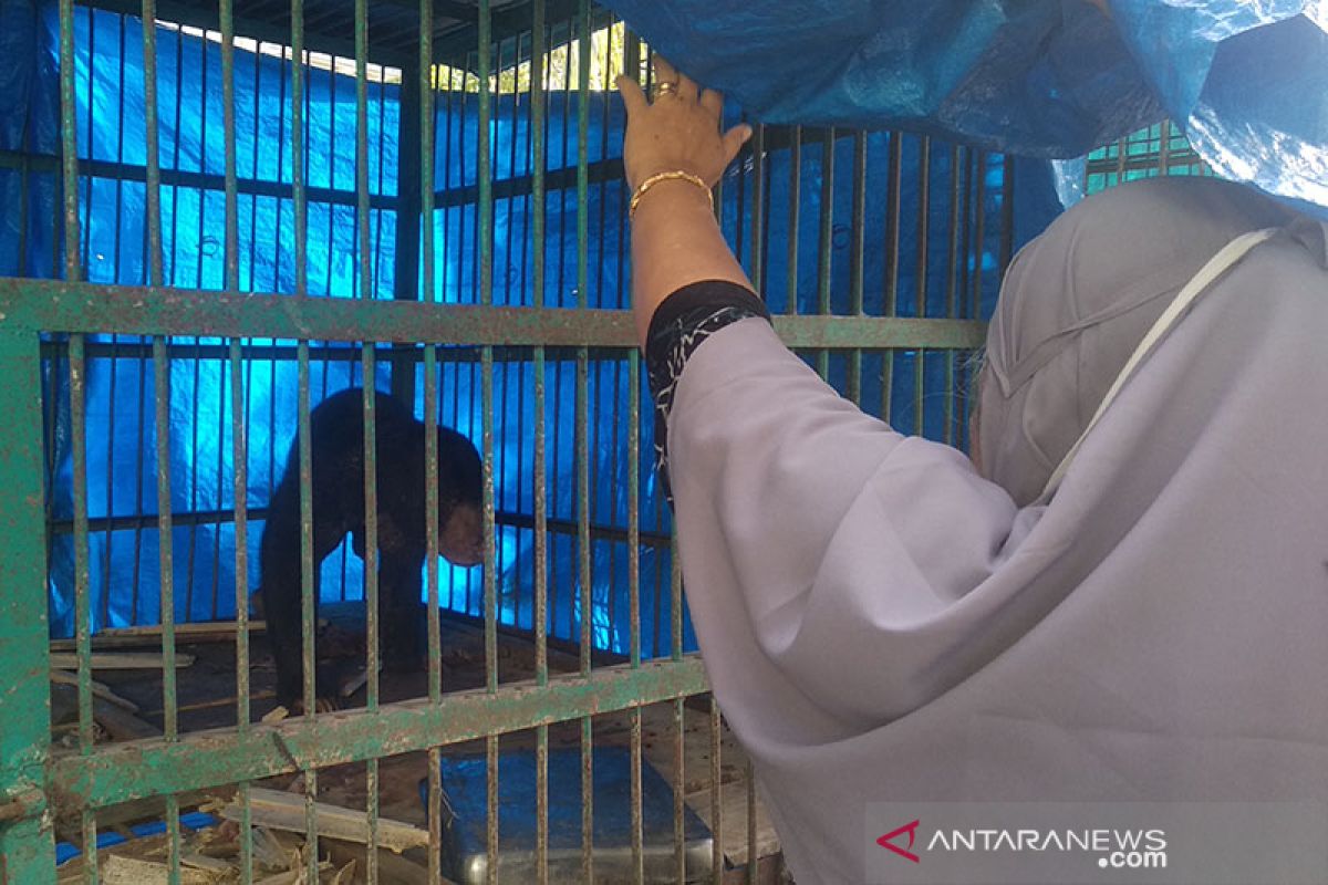 BKSDA: Seekor beruang madu terkena jerat di Pidie Jaya