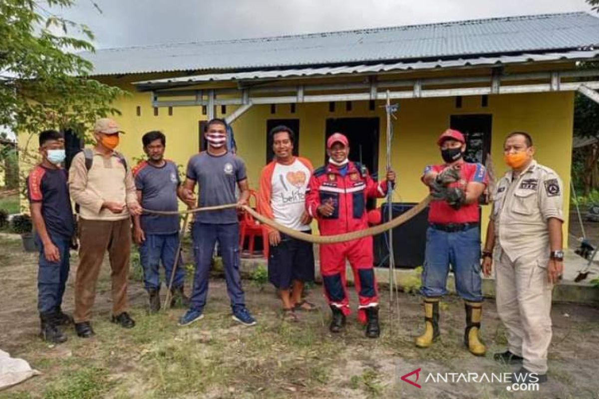 Petugas Damkar Belitung evakuasi ular kobra bersembunyi di bawah kasur