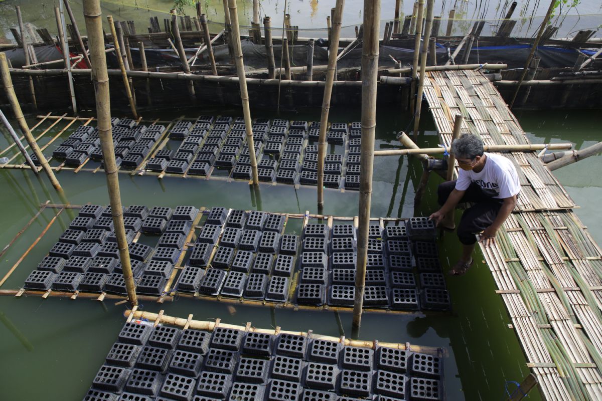 Kepiting soka dibudidayakan di Sentra Ikan Romokalisari Kota Surabaya