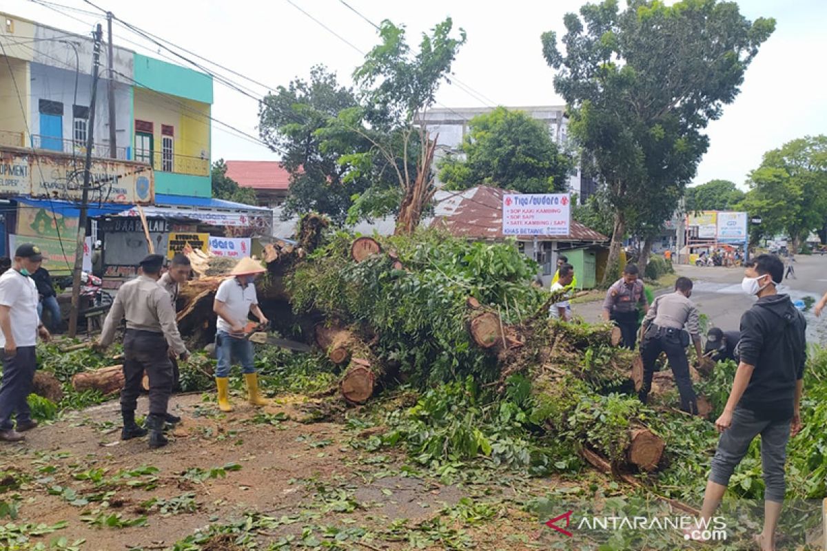 Angin kencang landa Bengkulu, sejumlah pohon tumbang