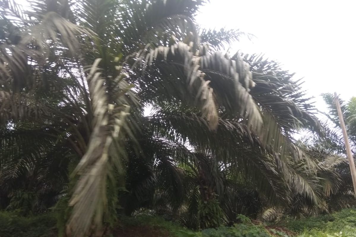 Pemkab Lebak salurkan bantuan  peremajaan kelapa sawit