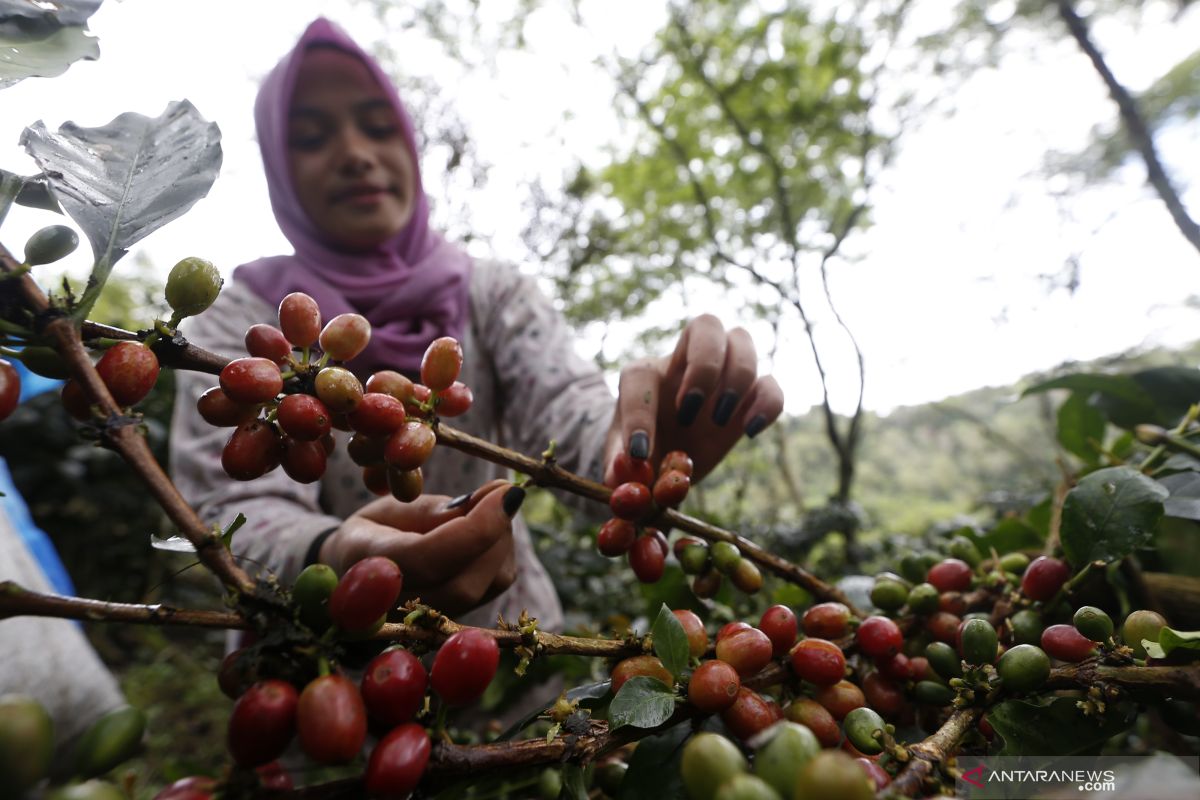 Ketika harga kopi Gayo tidak sesedap seruput para penikmatnya