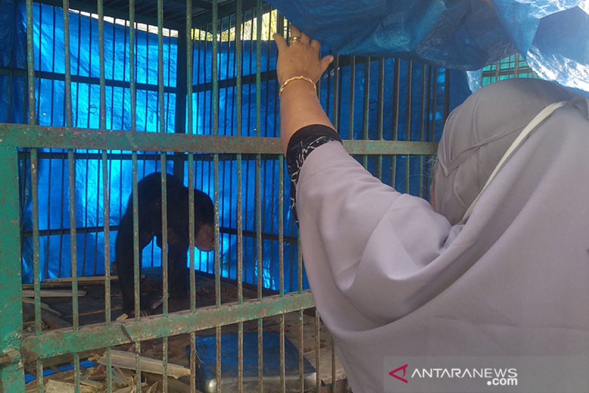 Beruang madu terperangkap jerat di perkebunan