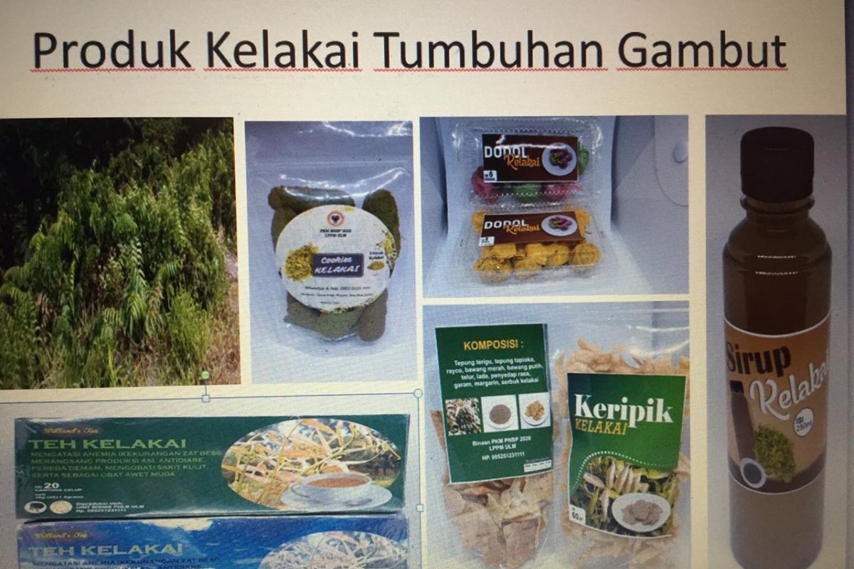 ULM researchers create innovative food from kelakai
