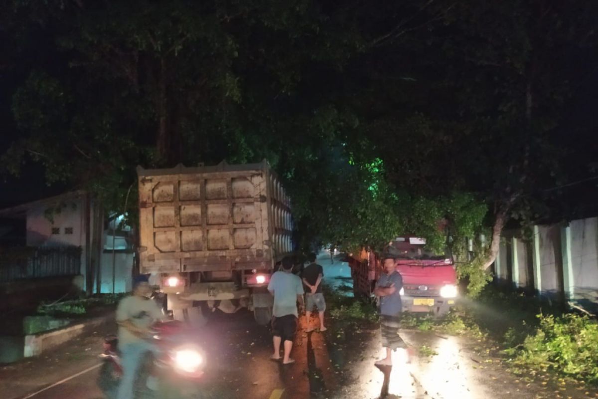 Dua mobil di Lombok Tengah tertimpa pohon tumbang