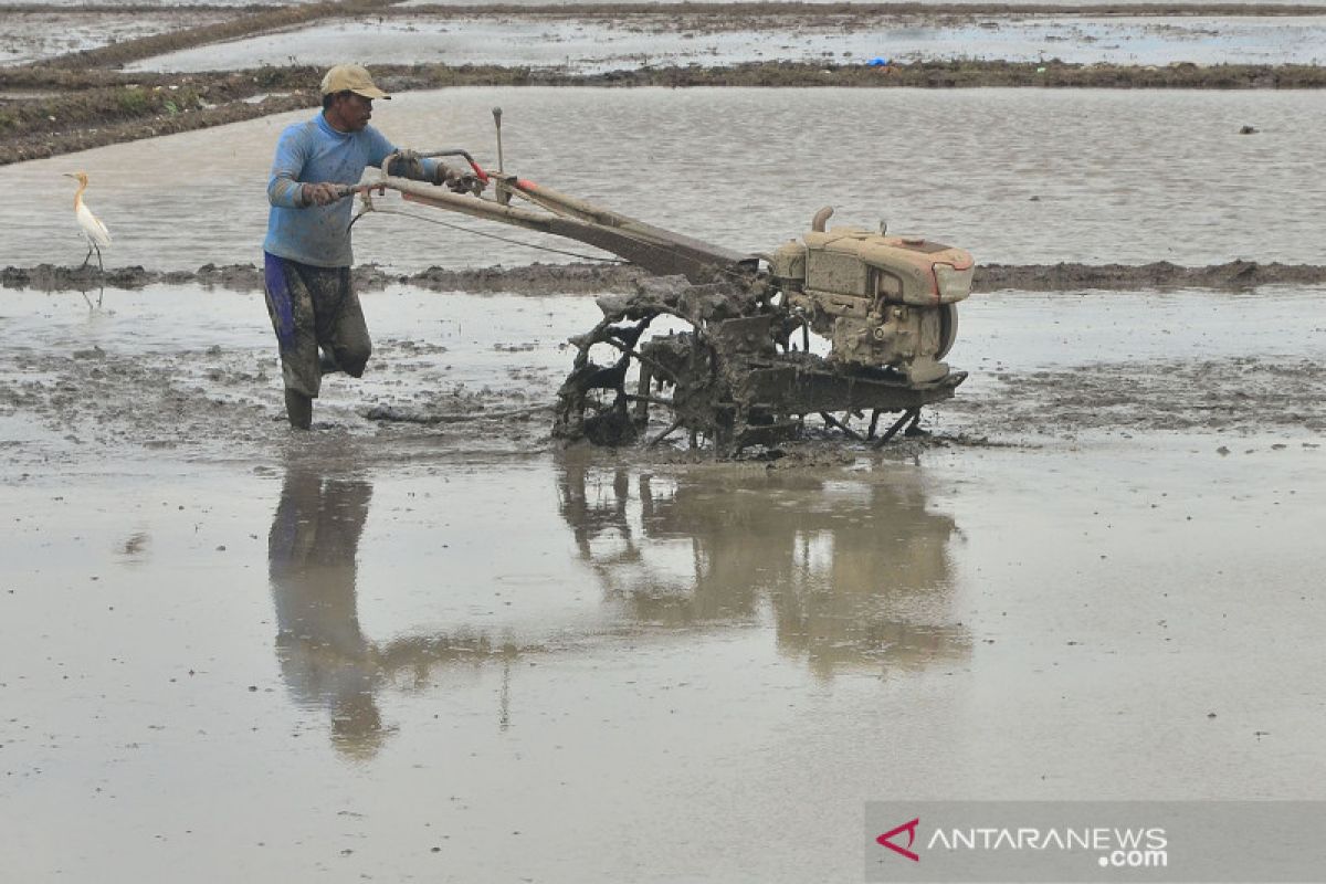 BPS: Nilai Tukar Petani Desember 2020 naik 0,37 persen