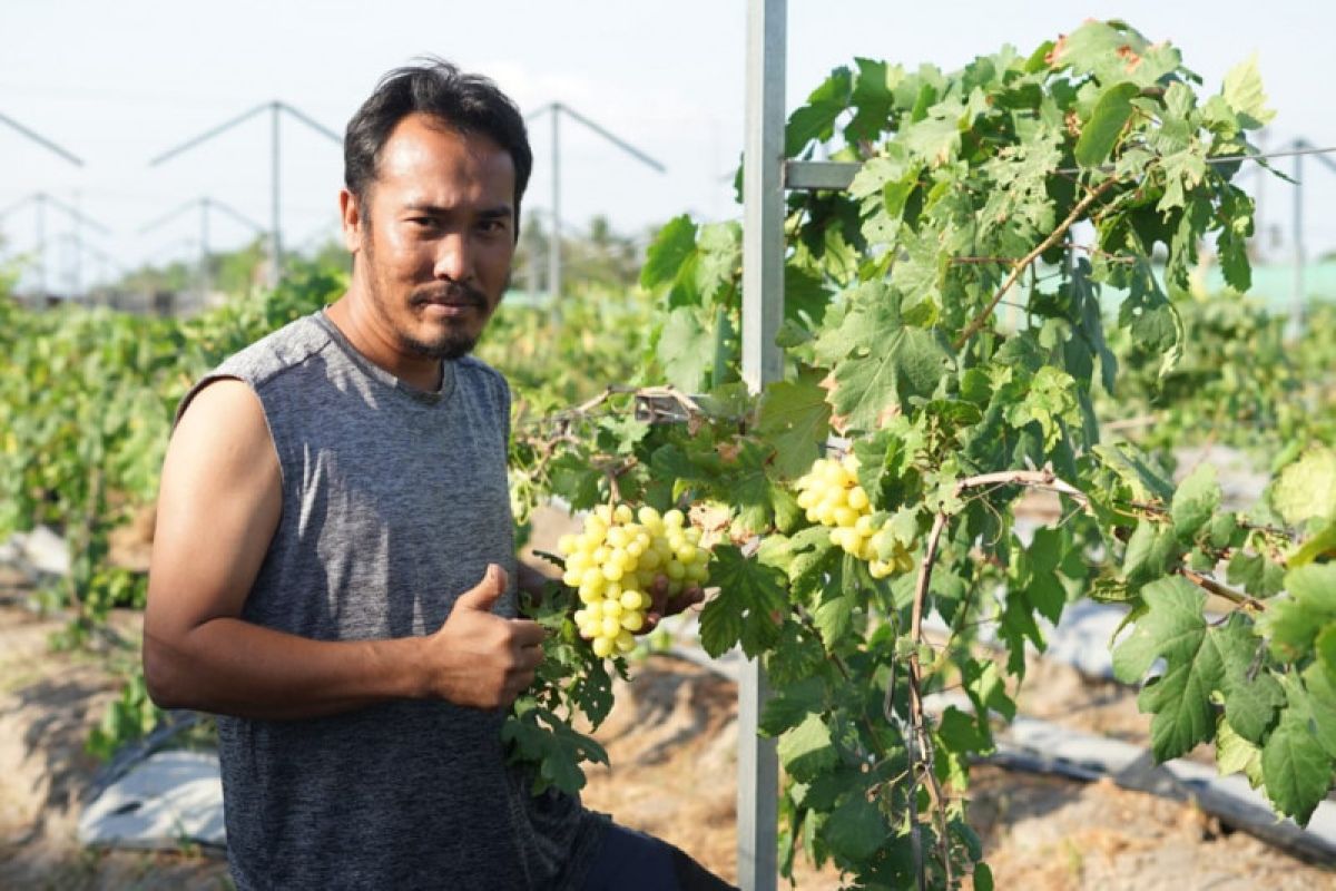 Sensasi wisata ke kebun anggur di Yogyakarta