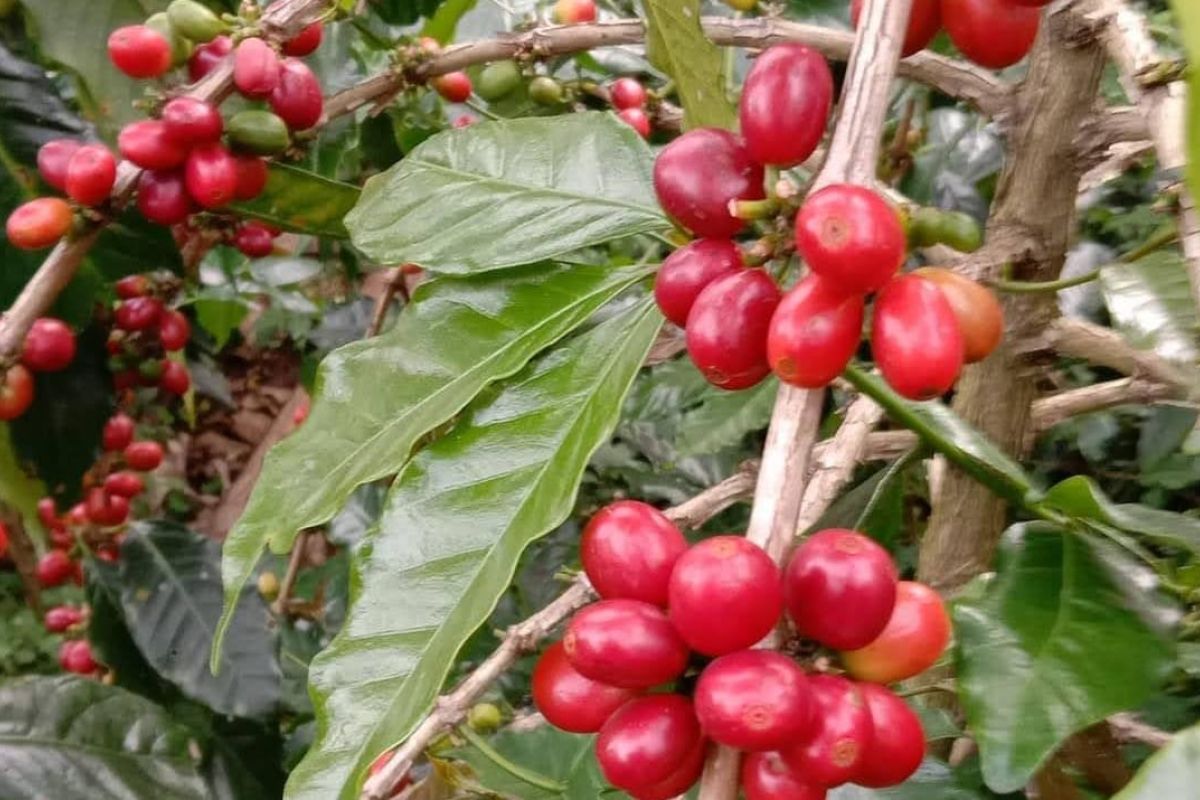 Harga kopi turun lagi, petani kopi Gayo semakin terpuruk