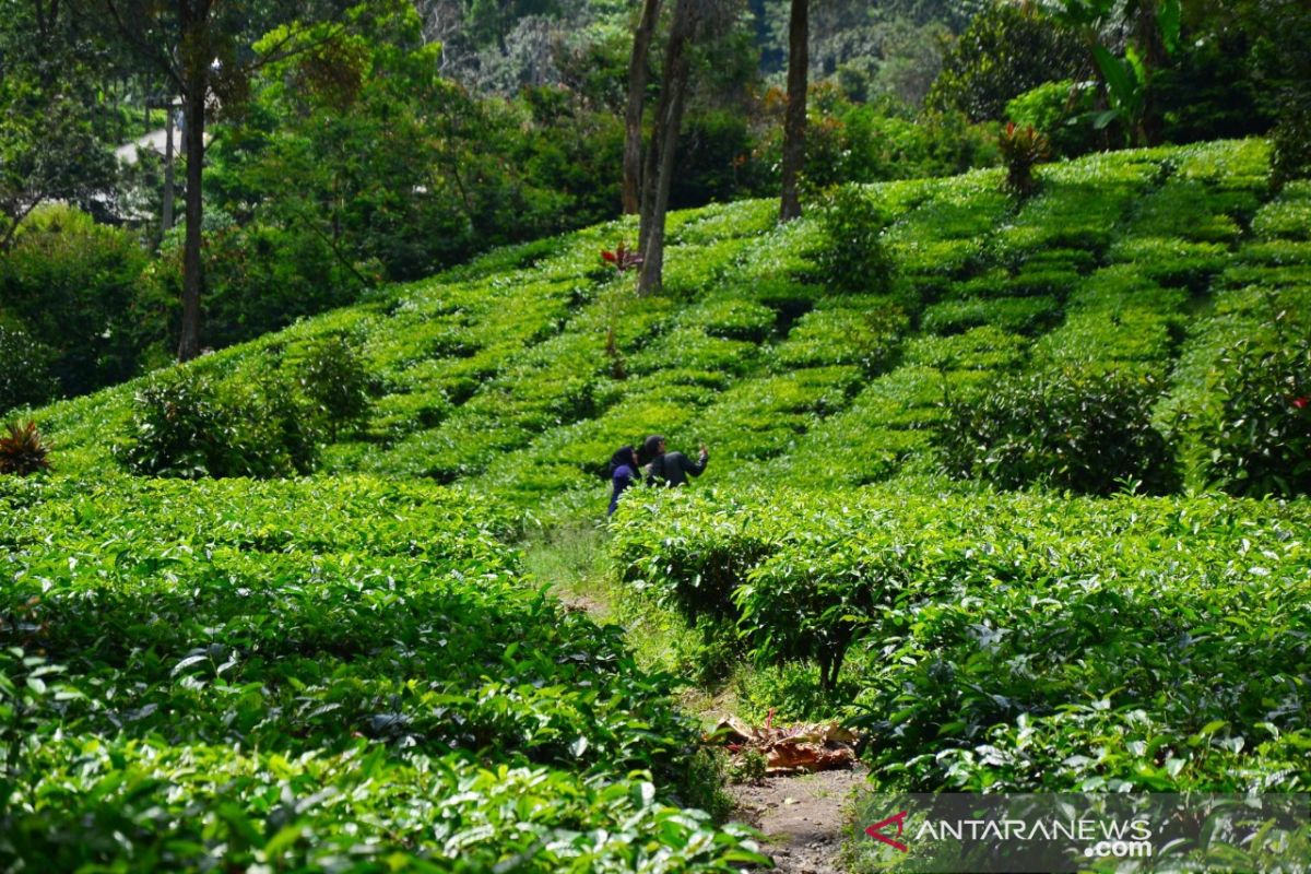 Wisata aman saat pandemi COVID-19 di perkebunan teh Gunung Mas Bogor