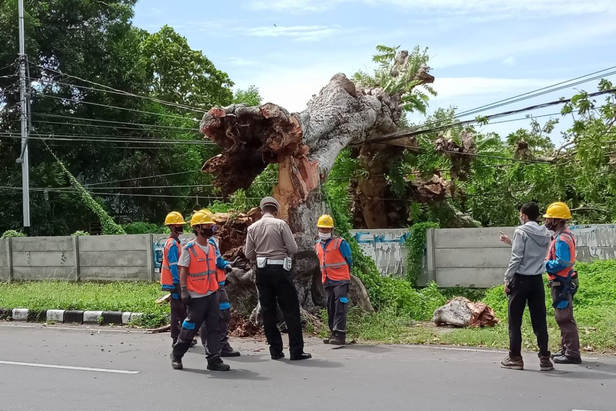 Ratusan pohon tumbang akibat angin kencang di Mataram sejak November