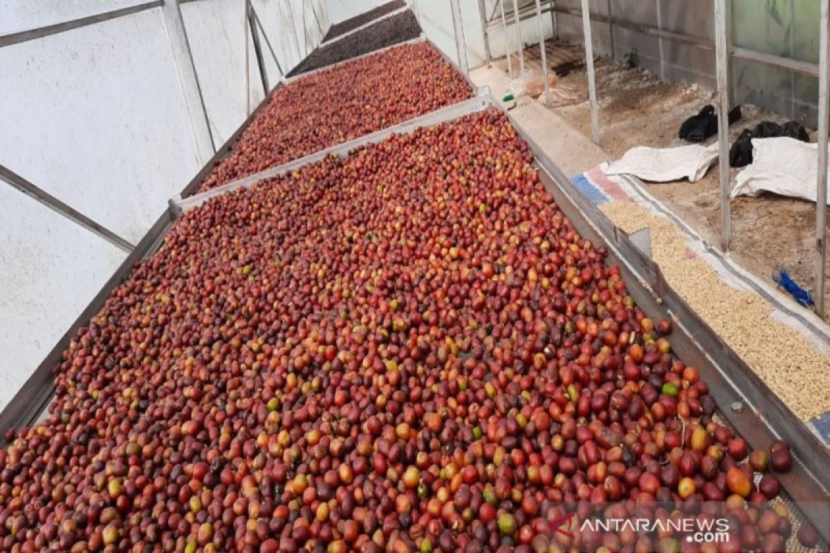 Pemkab Dairi komitmen kembalikan kejayaan  Kopi Sidikalang