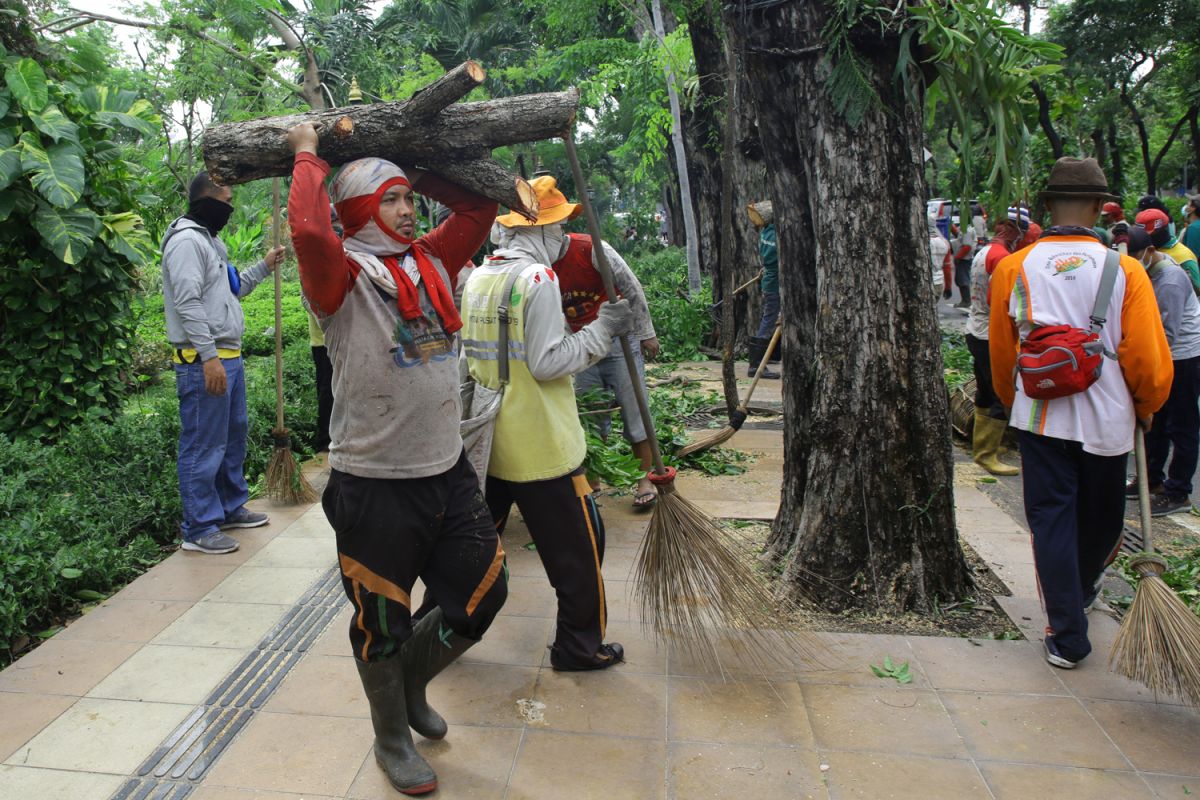 Wali Kota Risma ingatkan petugas DKRTH agar tidak asal potong pohon