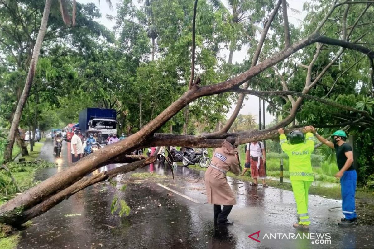 Polisi - Pemkab Bangli singkirkan pohon tumbang