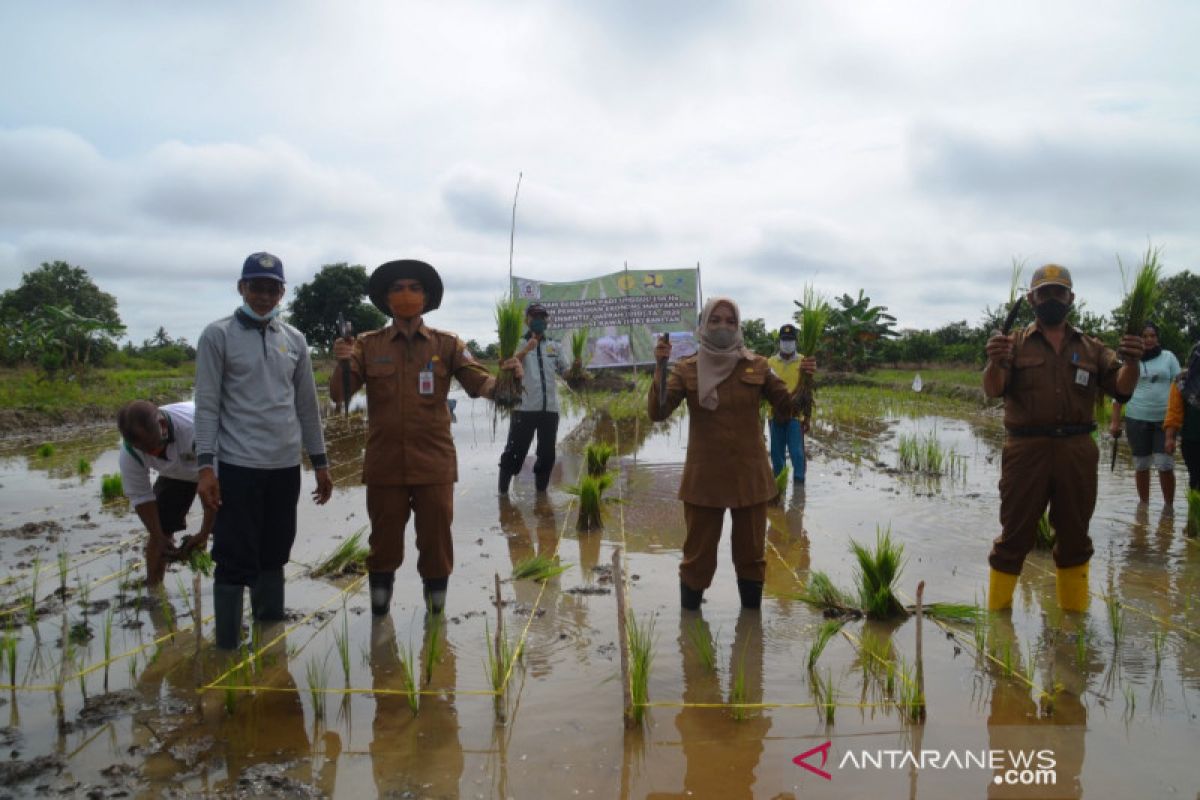 Manfaat IPDMIP petani Desa Banitan bisa tanam padi unggul