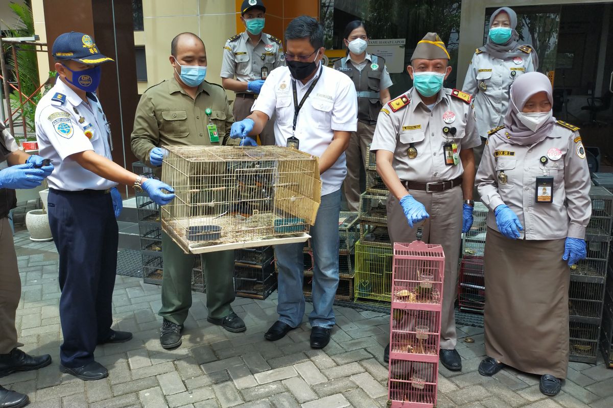 Karantina Pertanian Surabaya gagalkan masuknya 259 burung berkicau asal Balikpapan