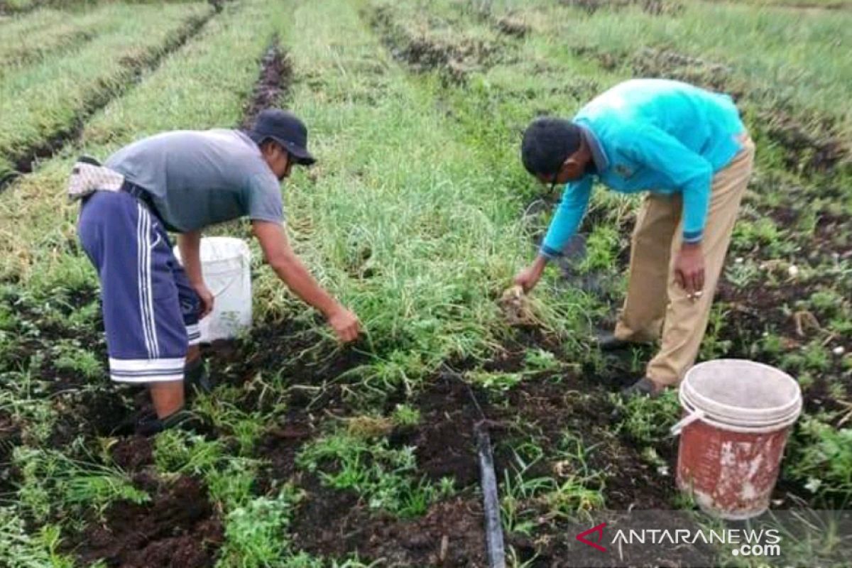 Petani Kepulauan Meranti budidaya bawang merah di lahan gambut