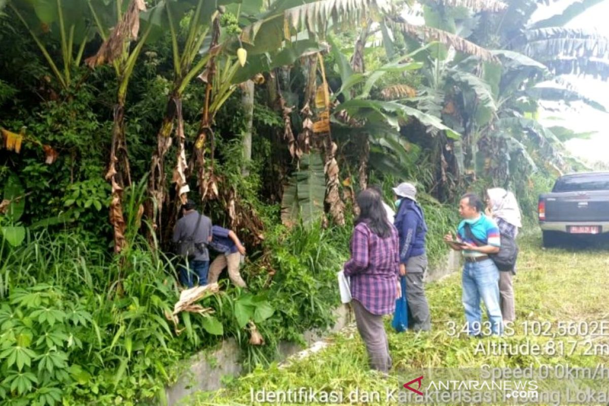 BPTP Bengkulu segera lepas varietas pisang lokal