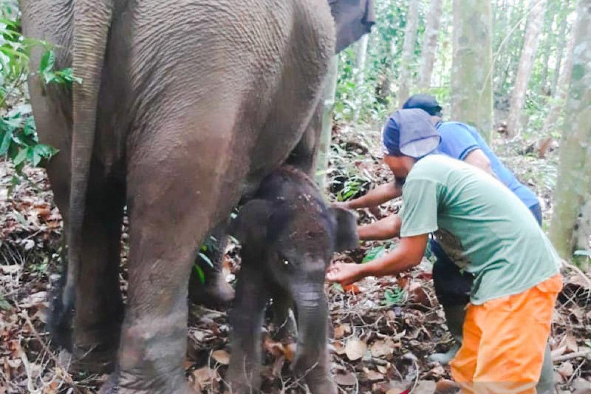 Bayi Gajah Lisa TNTN menunggu diberi nama, begini sebabnya