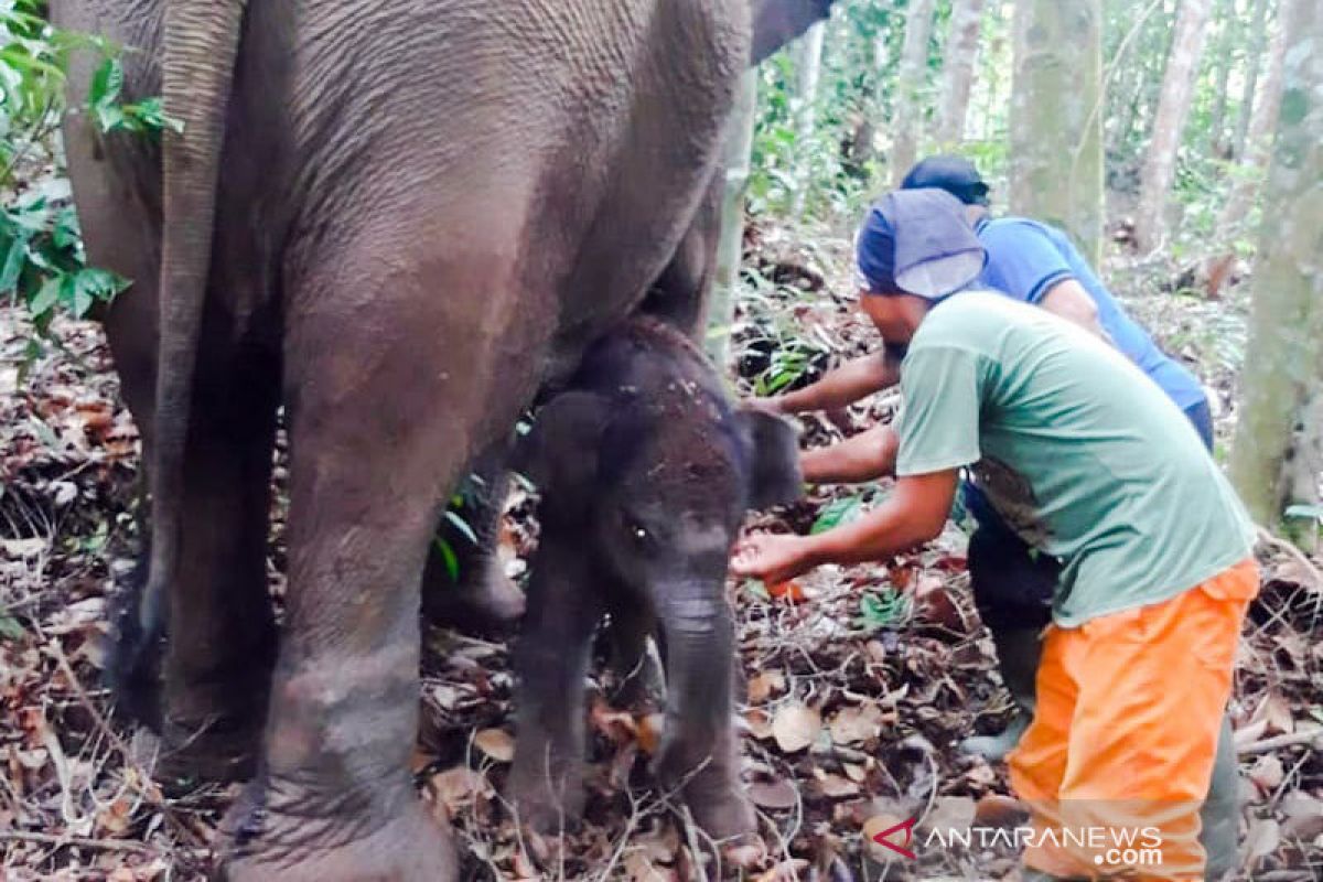 Bayi Gajah Lisa TNTN menunggu diberi nama