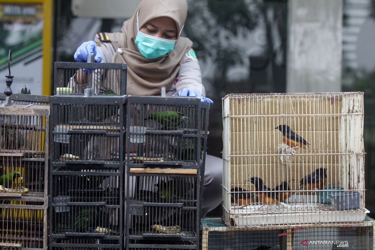 Pengiriman ratusan burung berkicau ilegal asal Balikpapan digagalkan