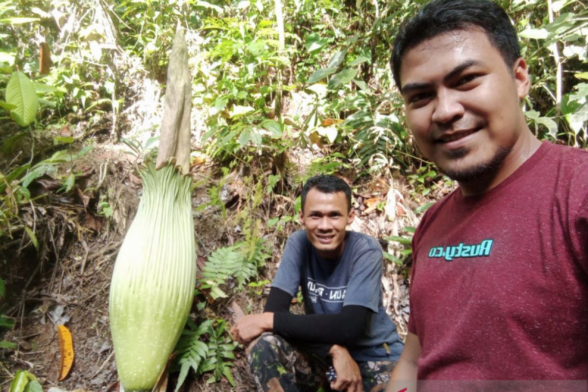 A corpse flower grows in resident's oil palm plantation in Agam